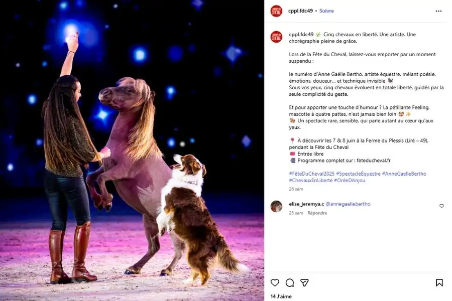 Projet de Community Management, Gestion de réseaux sociaux - Fête du Cheval